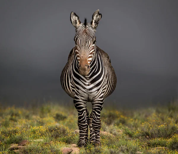 Vista Frontal Zebra — Fotografia de Stock