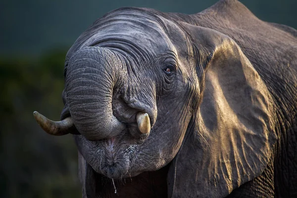 Крупним Планом Вид Молодого Слона — стокове фото