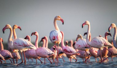 Scenic view of flamingos wading in water at sunset clipart