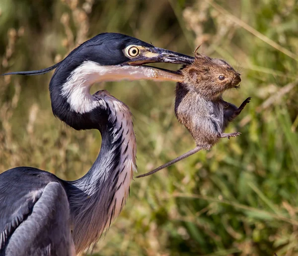 Garza Gris Sosteniendo Ratón Pico — Foto de Stock