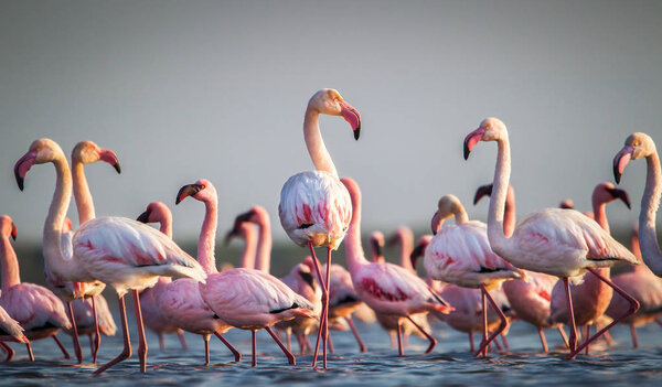 Scenic view of flamingos wading in water at sunset