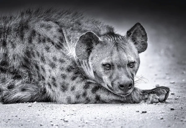 Portrait of spotted hyena relaxing on ground