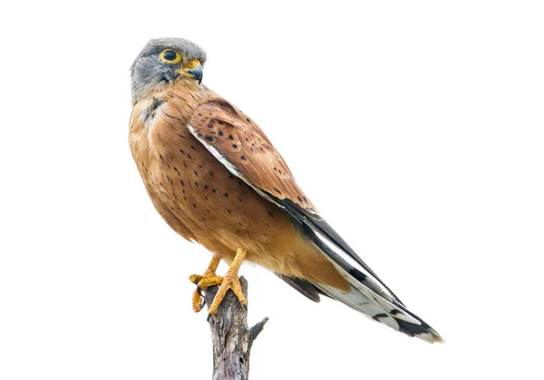 Rock Kestrel Sentado Árvore Seca Fundo Branco — Fotografia de Stock