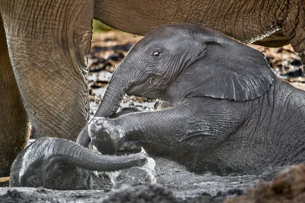 Afrikanischer Elefant Spielt Mit Baby Wasserloch — Stockfoto