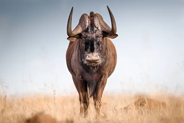 Vista Frontal Gnu Preto Prado Gramado — Fotografia de Stock