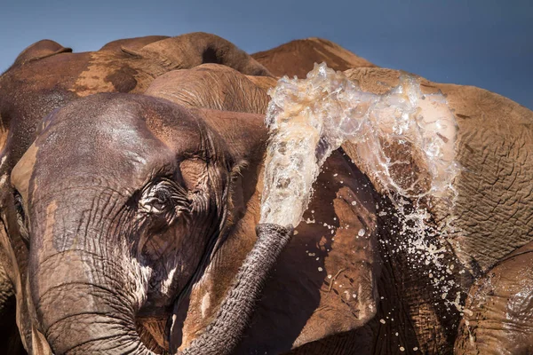 Afrikanischer Elefant Kühlt Sich Wasserloch — Stockfoto