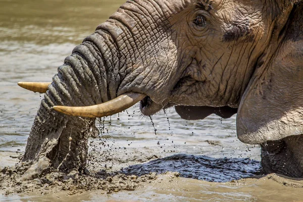 Elefante Africano Enfriándose Pozo Agua Fangoso — Foto de Stock