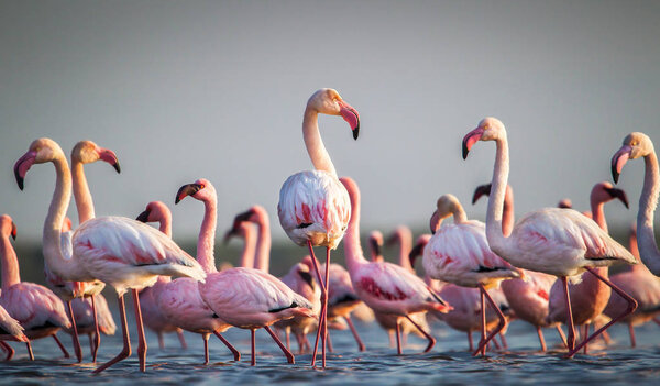 Vista panorámica de flamencos vadeando en el agua al atardecer — Imagen de stock Vista Panorámica Flamencos Vadeando Agua Atardecer Imagen De Stock