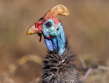 Close up portrait of helmeted guinea fowl, South Africa clipart