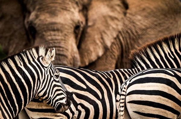 Zebre Con Grande Elefante Sullo Sfondo Addo Elephant National Park — Foto Stock
