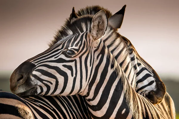 Close Duas Zebras Parque Nacional Addo Elephant África Sul — Fotografia de Stock