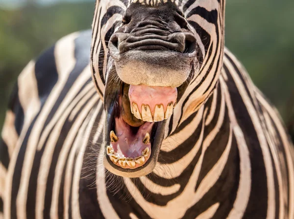 Gros Plan Zebra Montrant Museau Les Dents — Photo