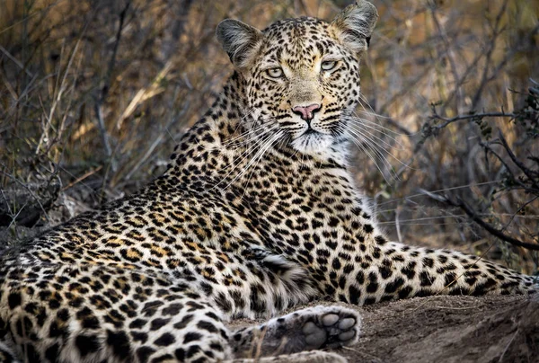 Close Leopardo Descansando Sombra Kruger Park África Sul — Fotografia de Stock