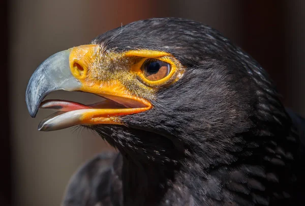 Nahaufnahme Porträt Des Schwarzen Adlers — Stockfoto