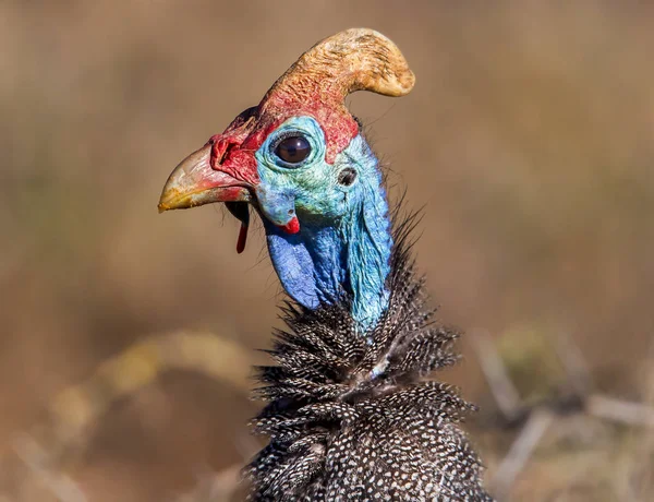 ホロホロチョウ 南アフリカ共和国の肖像画を間近します — ストック写真