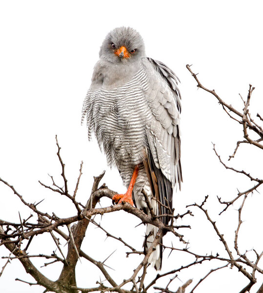 Portrait of Goshawk sitting on dry tree, Addo Elephant National Park