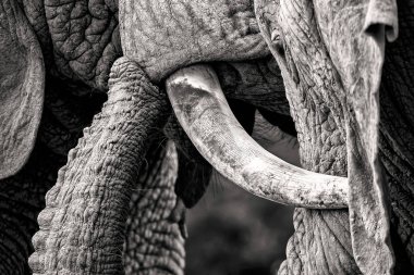 Genç filin, siyah beyaz Görünümü Kapat 