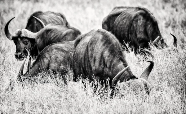 Manada Touros Búfalo Cinco Grandes Animais Impressionantes Perigosos África África — Fotografia de Stock