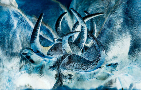 Buffalo bulls herd.  Africa's impressive and dangerous big five animals. South Africa