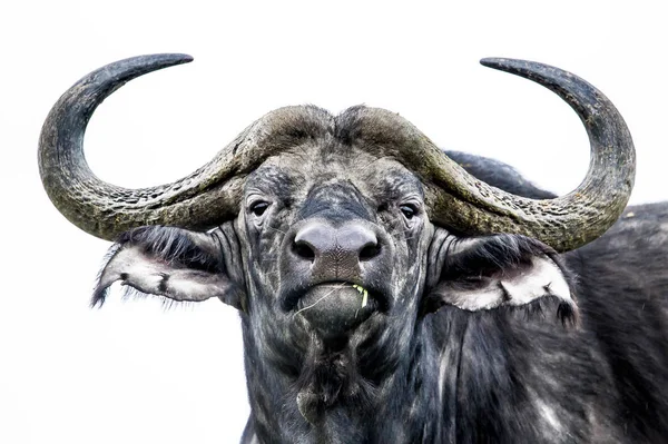 Etkileyici Bir Cape Buffalo Boğa Yüksek Anahtar Portre — Stok fotoğraf