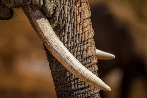 Elefant Aus Nächster Nähe Nationalpark Südafrika — Stockfoto