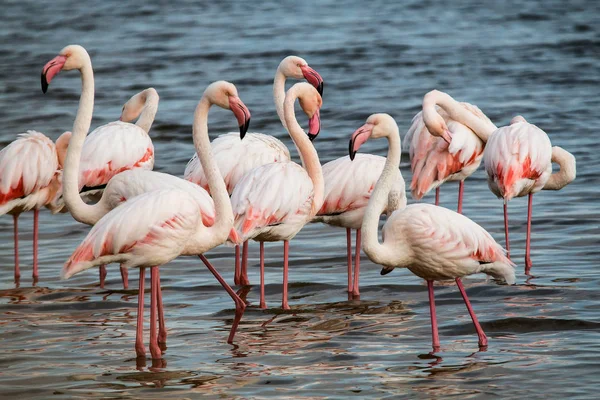 Flamingi Brodząc Się Wodzie Złotym Świetle Zachodzie Słońca Salt Patelnie — Zdjęcie stockowe