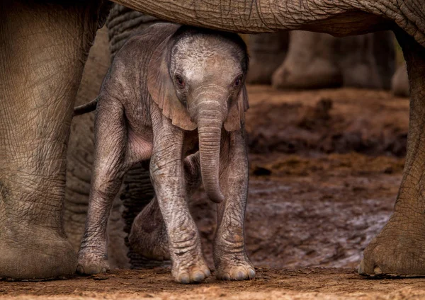 Recién Nacido Elefante Africano Ternero Madre — Foto de Stock