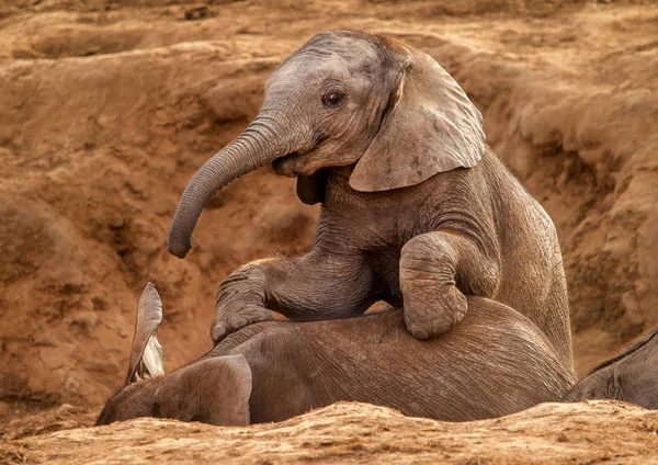 Neugeborenes Afrikanisches Elefantenkalb Und Mutter — Stockfoto