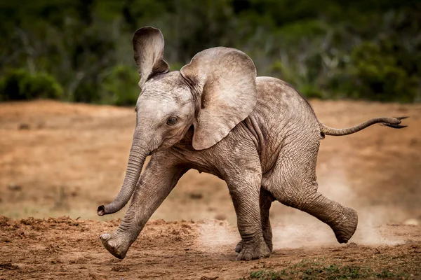 Elefante Bebé Parque Nacional Sudáfrica — Foto de Stock