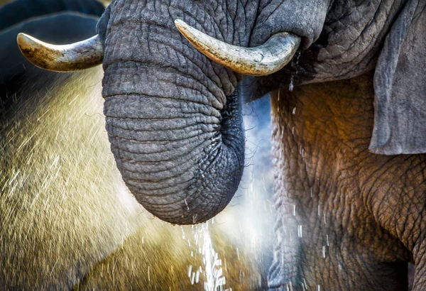 Primer Plano Elefante Parque Nacional Sudáfrica — Foto de Stock