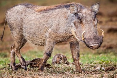 Warthog önden görünümü  