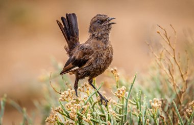 gece Afrika 'da kuş görünümü yakın, karınca yeme sohbet