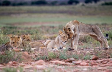  dağ Zebra Milli Parkı 'nda dişi aslanlar, Güney Afrika