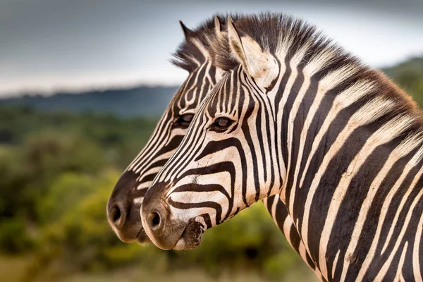 Close Two Zebras Addo Elephant National Park South Africa — Stock Photo, Image