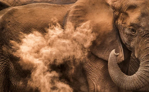 Elefante Parque Nacional África Sul — Fotografia de Stock