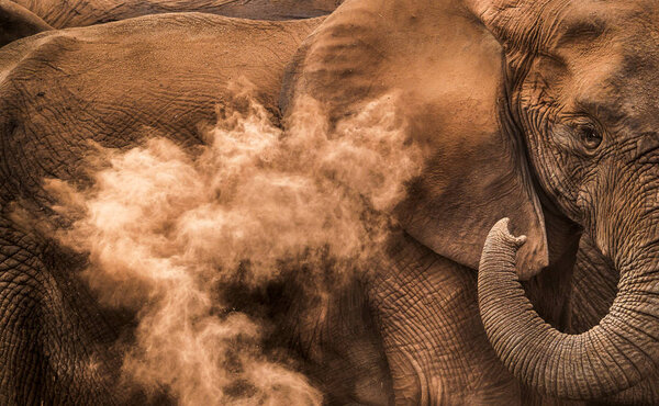 elephant  in national park, South Africa 