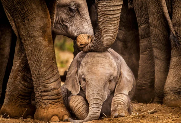 Recién Nacido Elefante Africano Ternero Bajo Madre — Foto de Stock