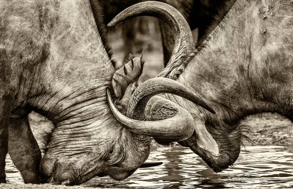Manada Touros Búfalo Cinco Grandes Animais Impressionantes Perigosos África África — Fotografia de Stock