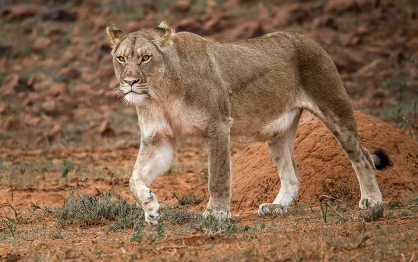 Löwin Berg Zebra Nationalpark Südafrika — Stockfoto