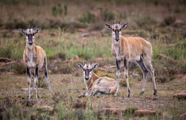 Красива Молода Hartebeests Національному Парку Гори Зебри Південно Африканська Республіка — стокове фото