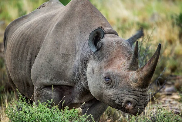 Kuru Afrika Peyzaj Aracılığıyla Rhino Trots — Stok fotoğraf