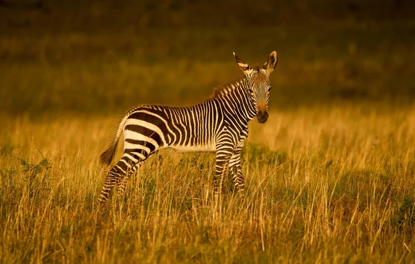 Зебра Юар Национальный Парк — стоковое фото