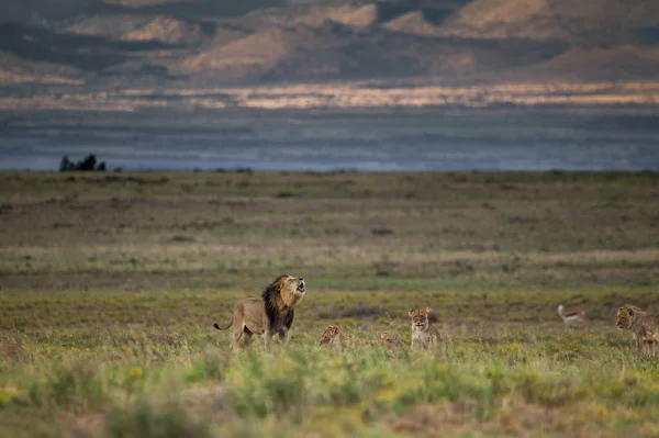 Mature African Male Lion His Cubs Wild Africa — Stock Photo, Image