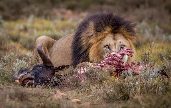 Взрослый Африканский Лев Дикая Африка — стоковое фото