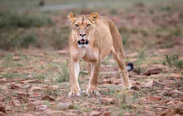 Lioness Mountain Zebra National Park África Sul — Fotografia de Stock