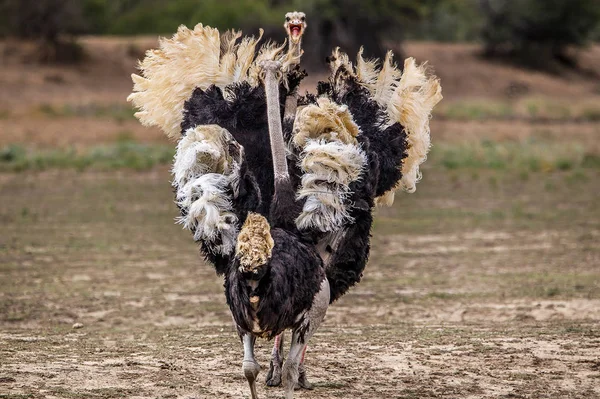 Avestruzes Parque Nacional África Sul — Fotografia de Stock