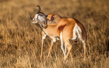  İki antilop kuru alanda mücadele