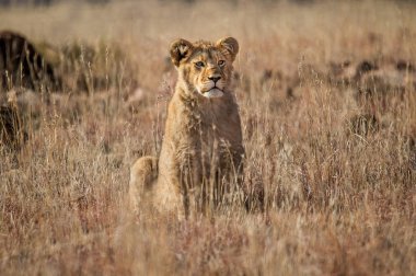 Wilde dişi aslan kuru Savanna dinlenme portresi 