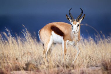 Savanna 'nın doğal ortamında vahşi antilop portresi 