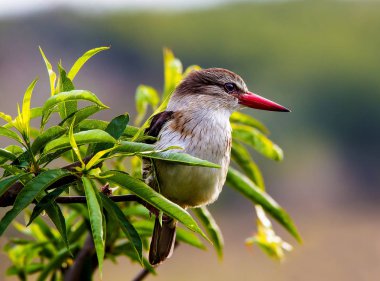 Yeşil ağaç şube oturan egzotik vahşi kuş yakın görünümü